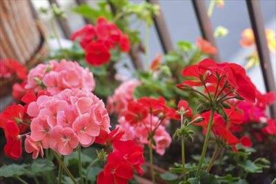 神戸で植栽をお考えなら【拓己庭園】へ～玄関には防虫できる植物を植えよう～